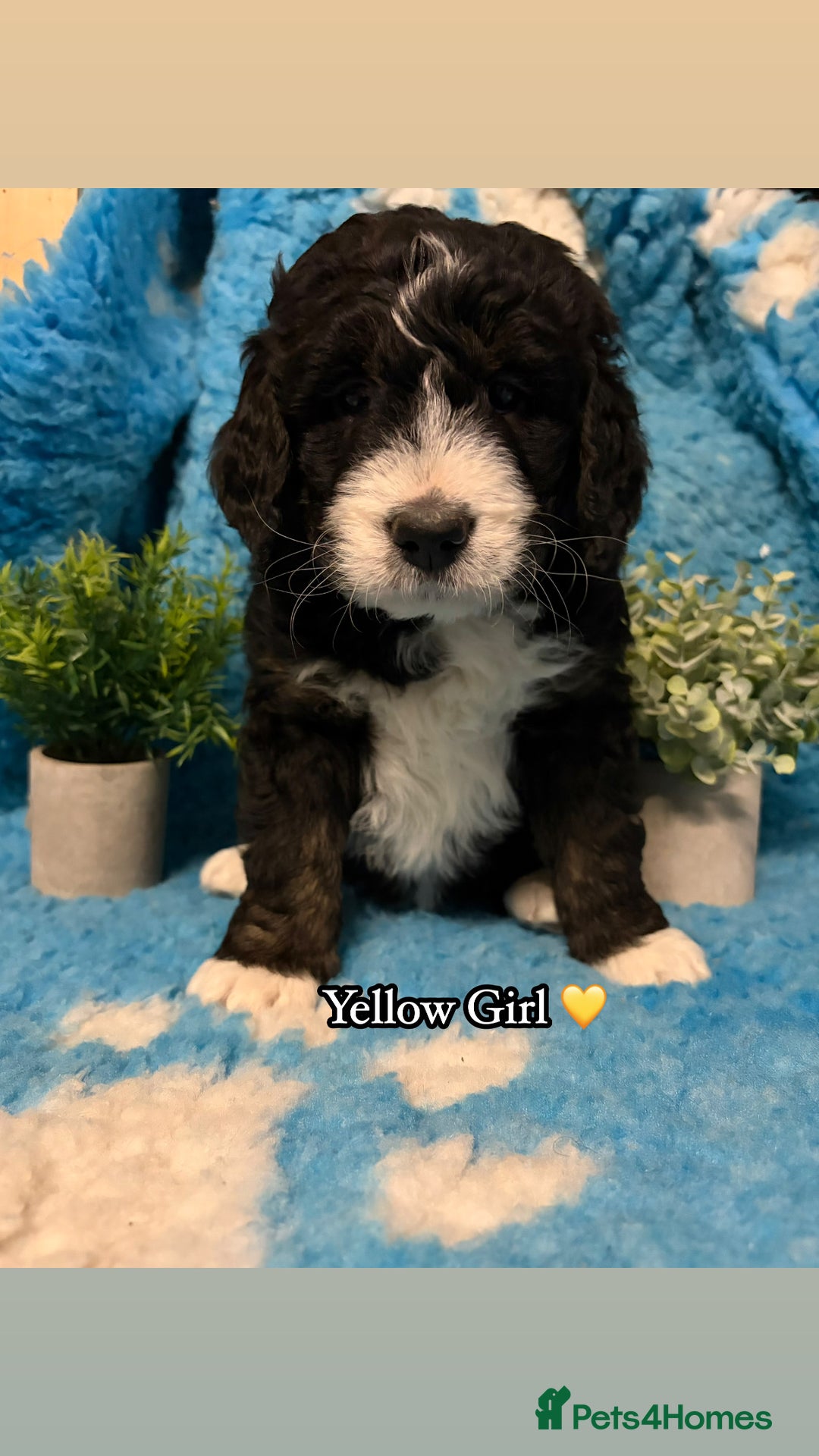 Bernedoodle dogs for sale: 🩷 Chunky Bernedoodles with TRI🩷 - Advert 27