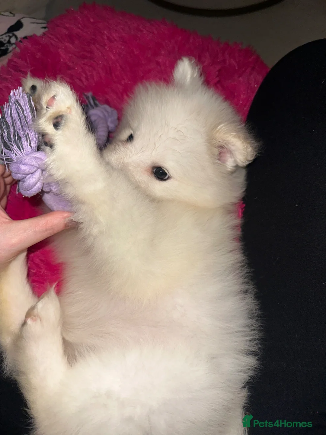 Samoyed dogs for sale: Girl Samoyed puppie  - Advert 11