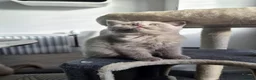Scottish Fold cats for sale: 3 scottish stright females  - Advert 9