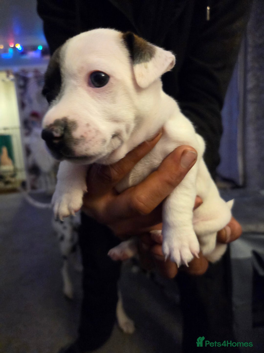 Jack Russell dogs for sale: Jack russell puppy  - Advert 2