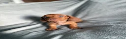Miniature Dachshund dogs for sale: READY TO LEAVE!!! - Advert 2