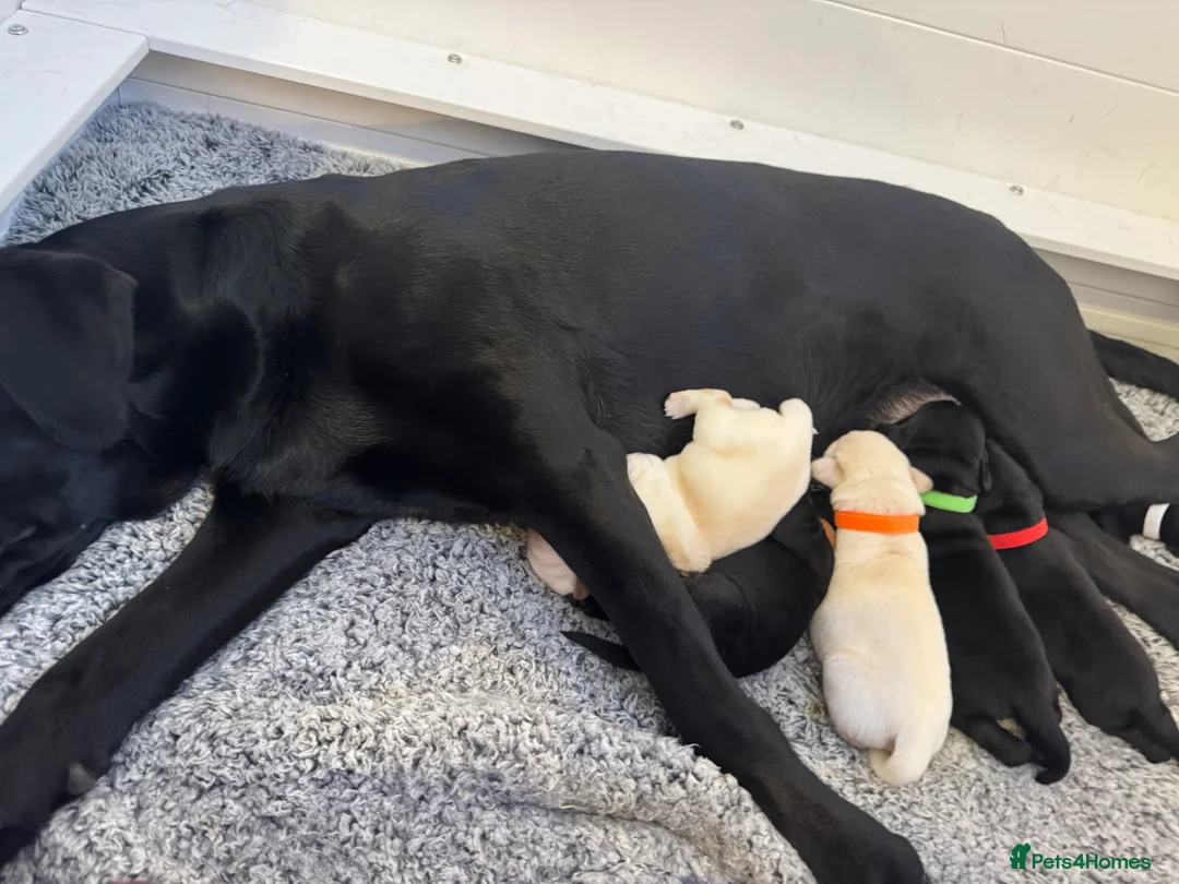 Labrador Retriever dogs for sale: 3 black females remaining – Labrador Retrievers - Advert 9