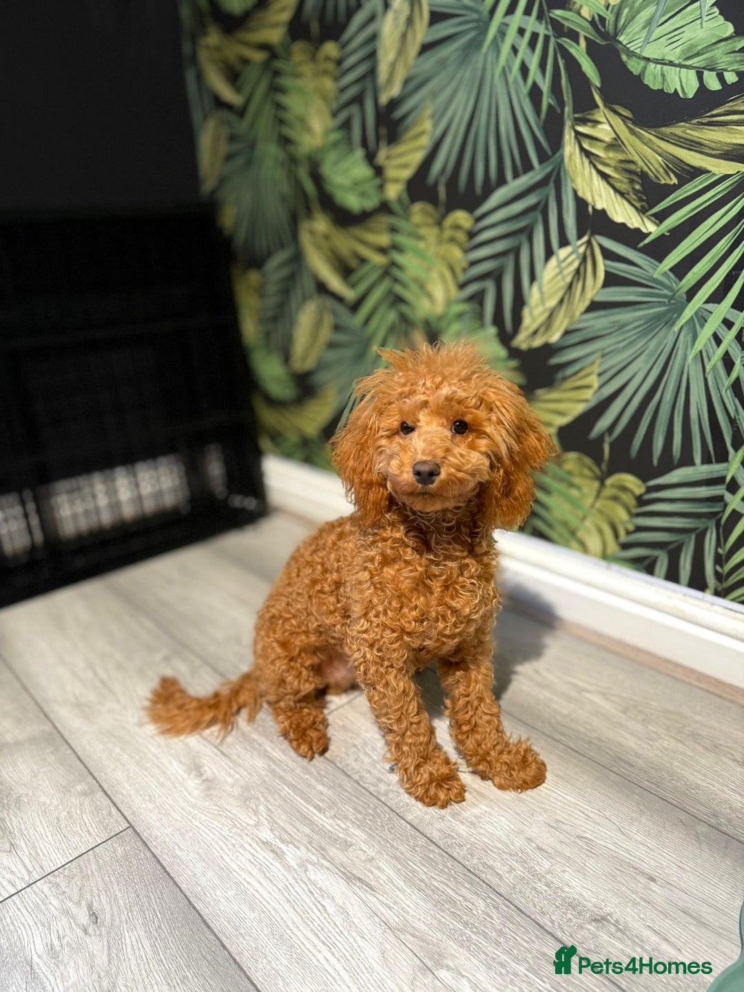 Toy Poodle dogs for sale: 6 month old toy poddle  - Advert 5
