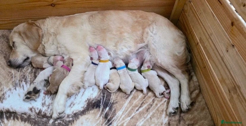 Golden Retriever dogs 💛Gorgeous golden retriever pups🐾 - Advert 13