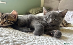 Mixed Breed cats for sale: A beautiful mix of kittens. - Image 6