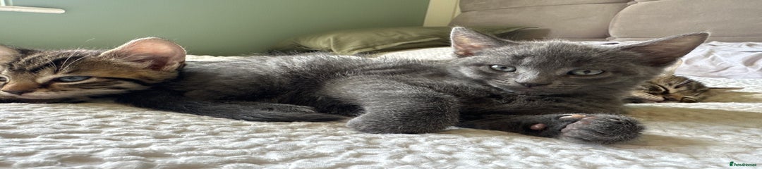 Mixed Breed Kitten 1