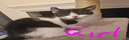 Mixed Breed cats for sale: 4 beautiful kittens - Advert 2