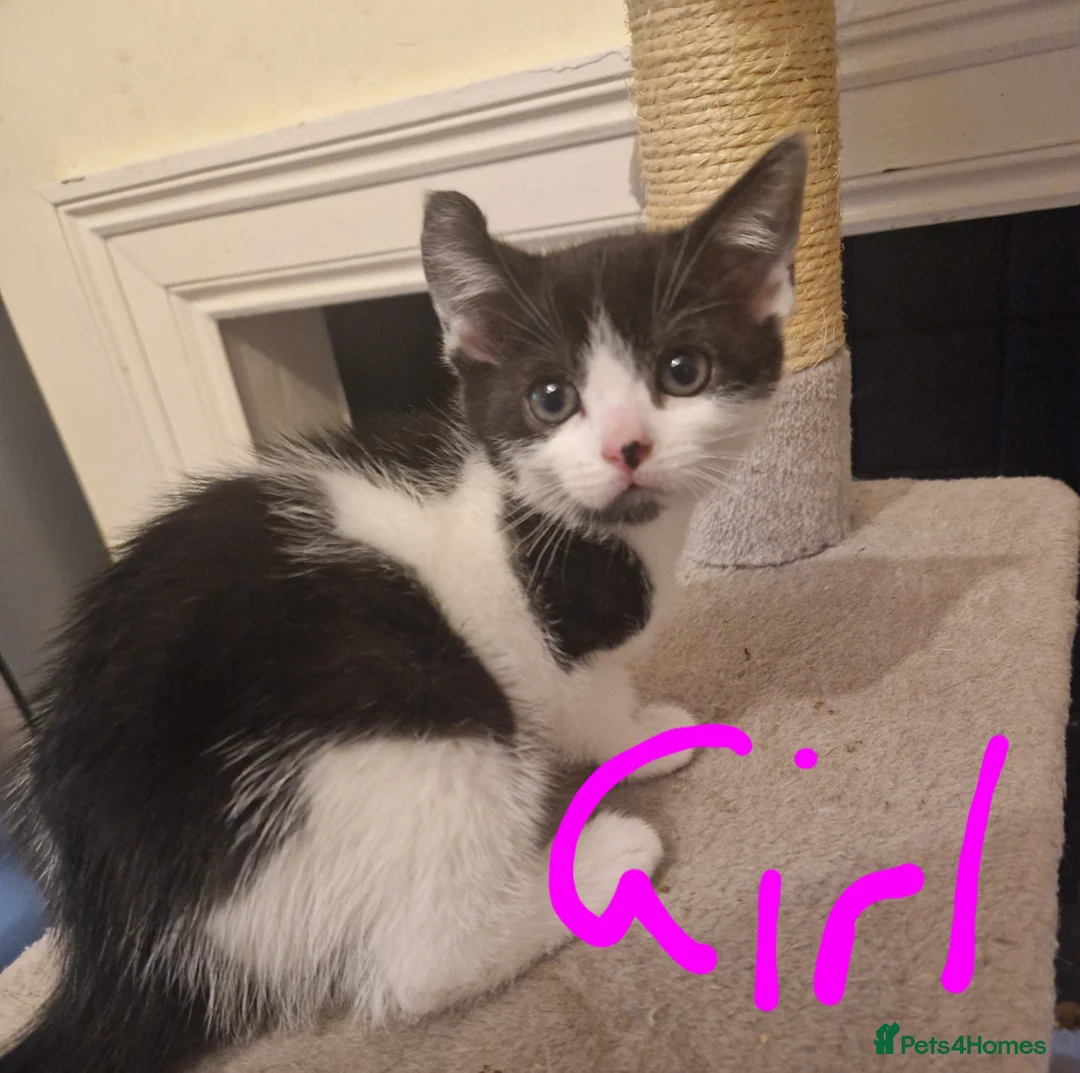 Mixed Breed cats for sale: 4 beautiful kittens - Advert 2