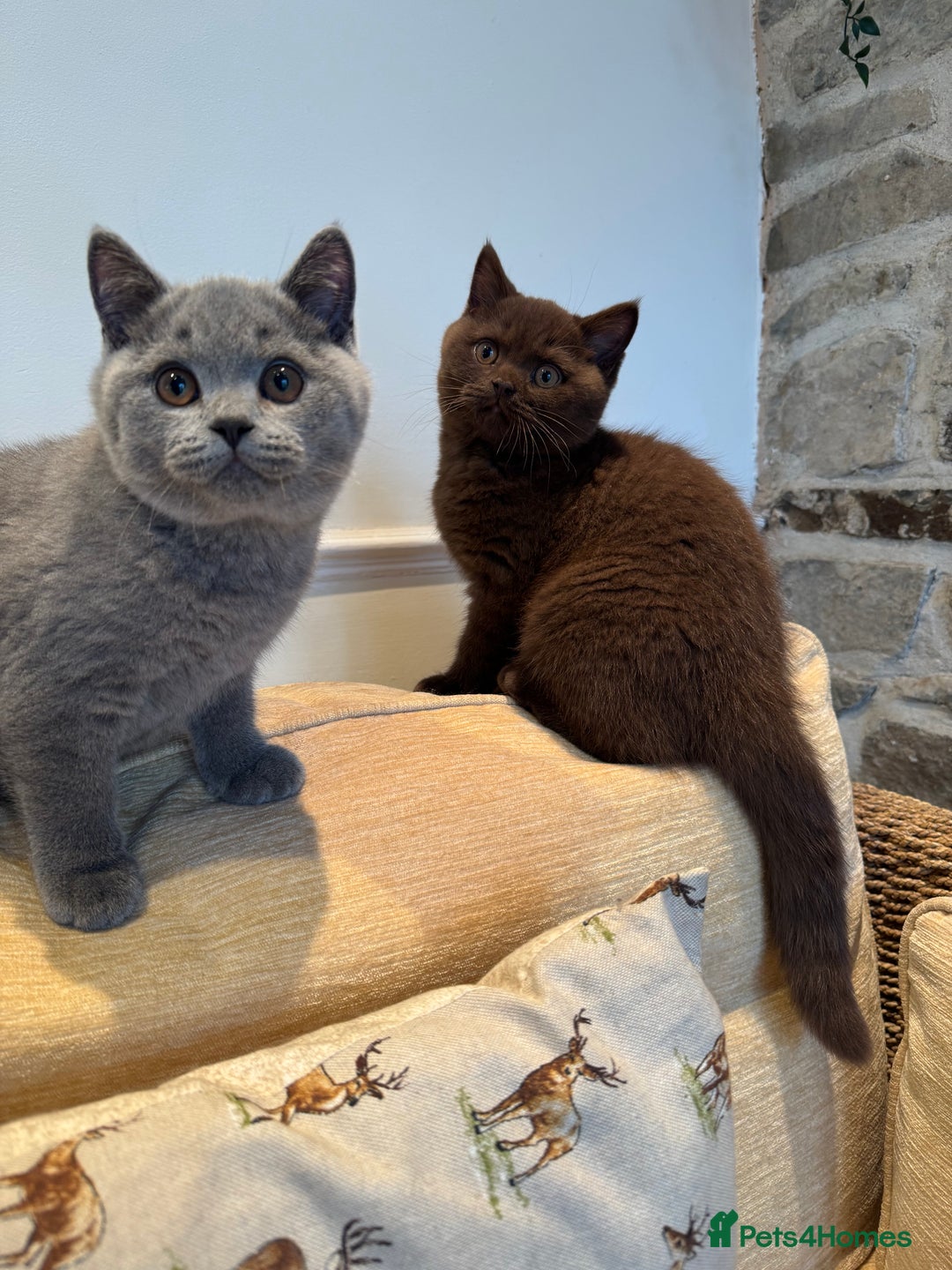 British Shorthair cats for sale: Grand Champion Sired British Shorthair Kittens - Advert 1