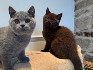 British Shorthair cats Grand Champion Sired British Shorthair Kittens - Advert 2