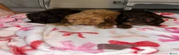 Cockapoo dogs for sale: Cockerpoo - Advert 2