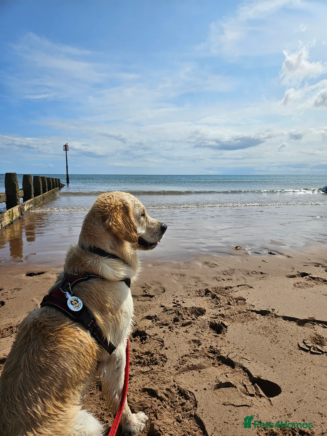 Golden Retriever dogs for stud: Gorgeous Proven KC Golden Retriever Stud in Bristol - Advert 6