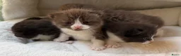 British Shorthair cats for sale: Playful, active, litter trained BSH cross kittens  in Pembroke - Advert 18