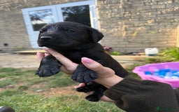 Labrador Retriever dogs for sale: Last remaining Beautiful Labradors  - Image 17