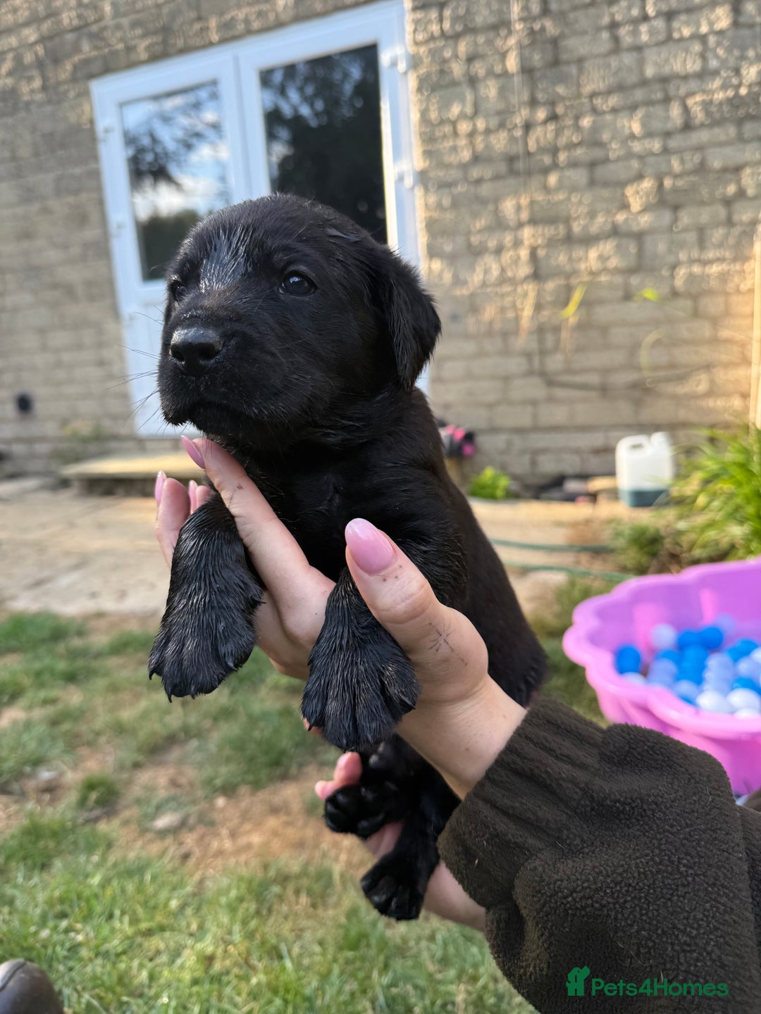 Labrador Retriever dogs for sale: Last remaining Beautiful Labradors  - Image 17