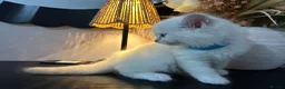 Ragdoll cats for sale: Ragdool x kittens in Scunthorpe - Advert 24