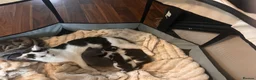 Mixed Breed cats for sale: 2 beautiful kittens - Advert 1