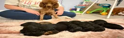 Bordoodle dogs for sale: Mini borderdoodles  in Accrington - Advert 2