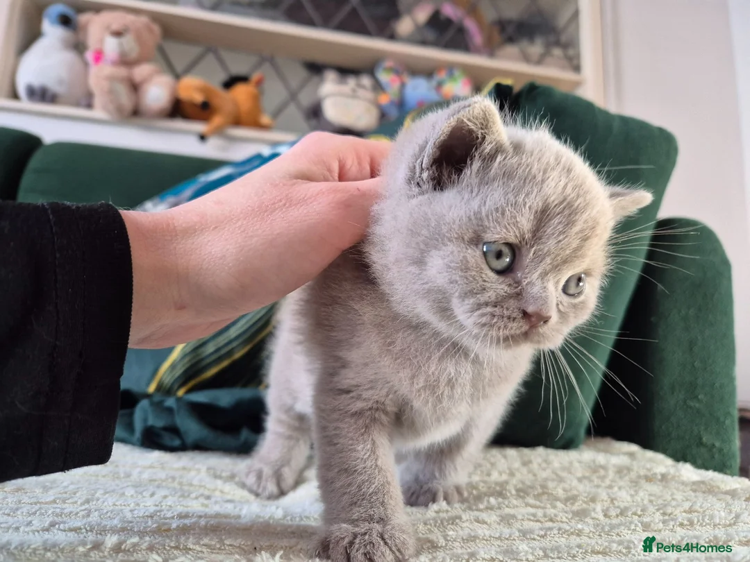 British Shorthair cats for sale: British shorthair - Advert 1