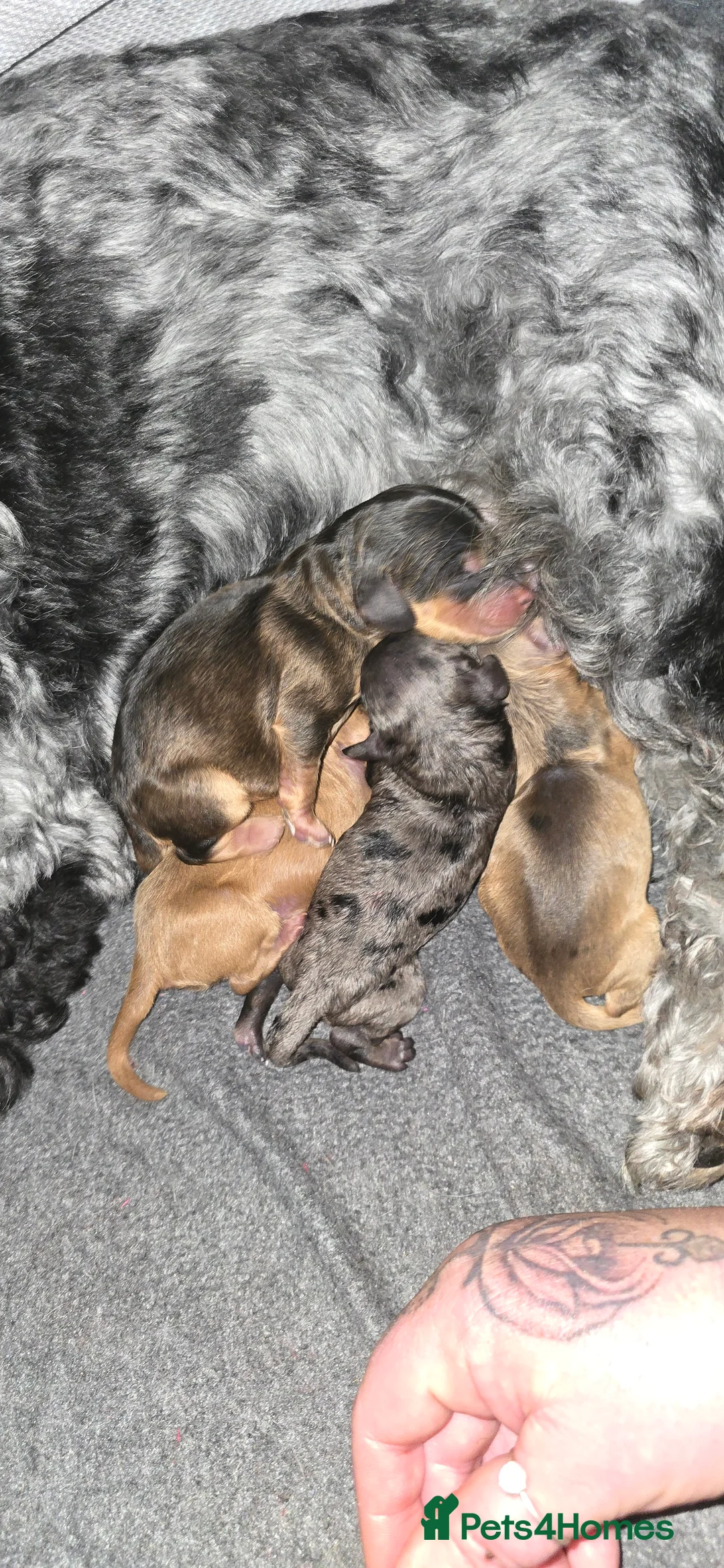 Toy Poodle dogs for stud: toy poodle short notice DNA  tested clear PRA £125 in Nottingham - Advert 20