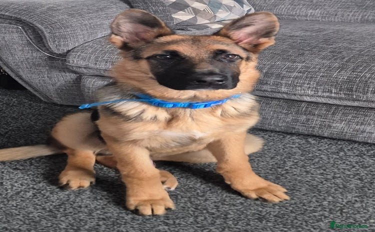 German Shepherd dogs - Advert 1