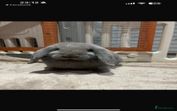 English Lop rabbits for sale: 2 female Beautiful rabbits for sale mini lops - Image 7