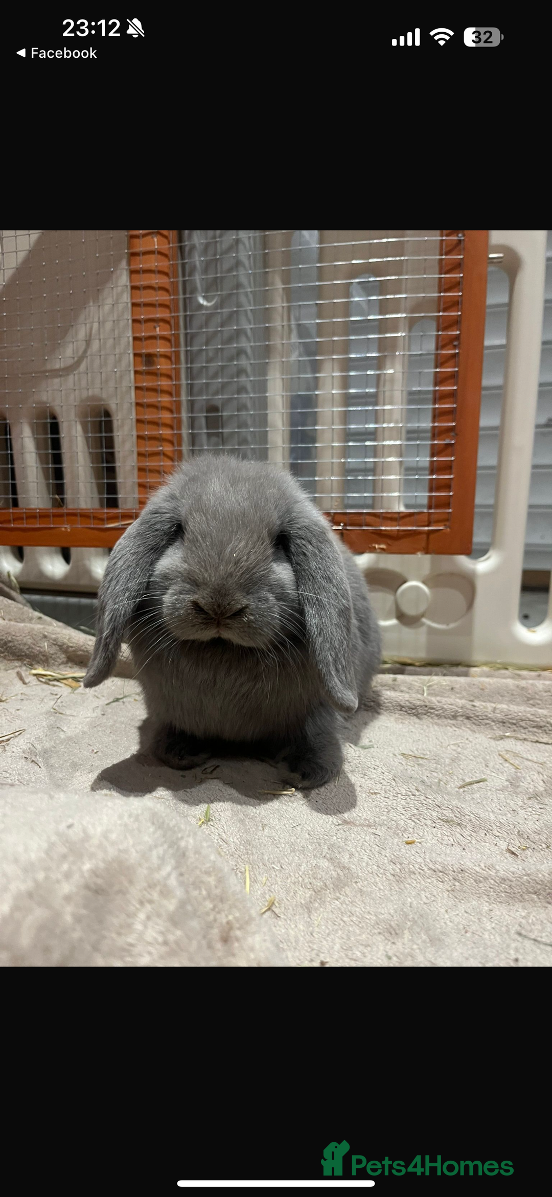 English Lop rabbits for sale: 2 female Beautiful rabbits for sale mini lops - Image 7