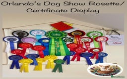 Miniature Dachshund dogs for sale: Exceptional Show Quality KC Miniature Dachshunds! - Image 19