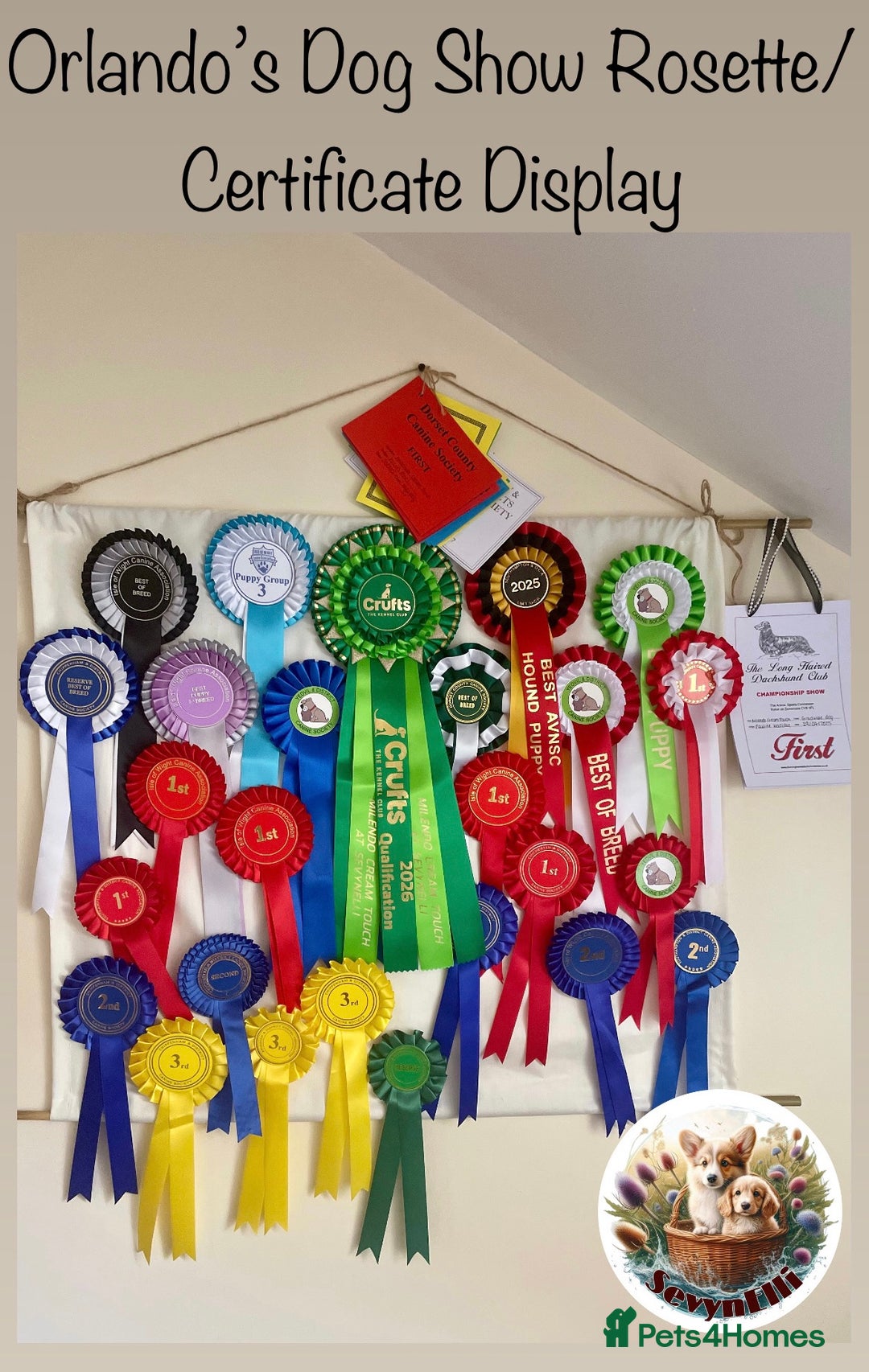 Miniature Dachshund dogs for sale: Exceptional Show Quality KC Miniature Dachshunds! - Image 19