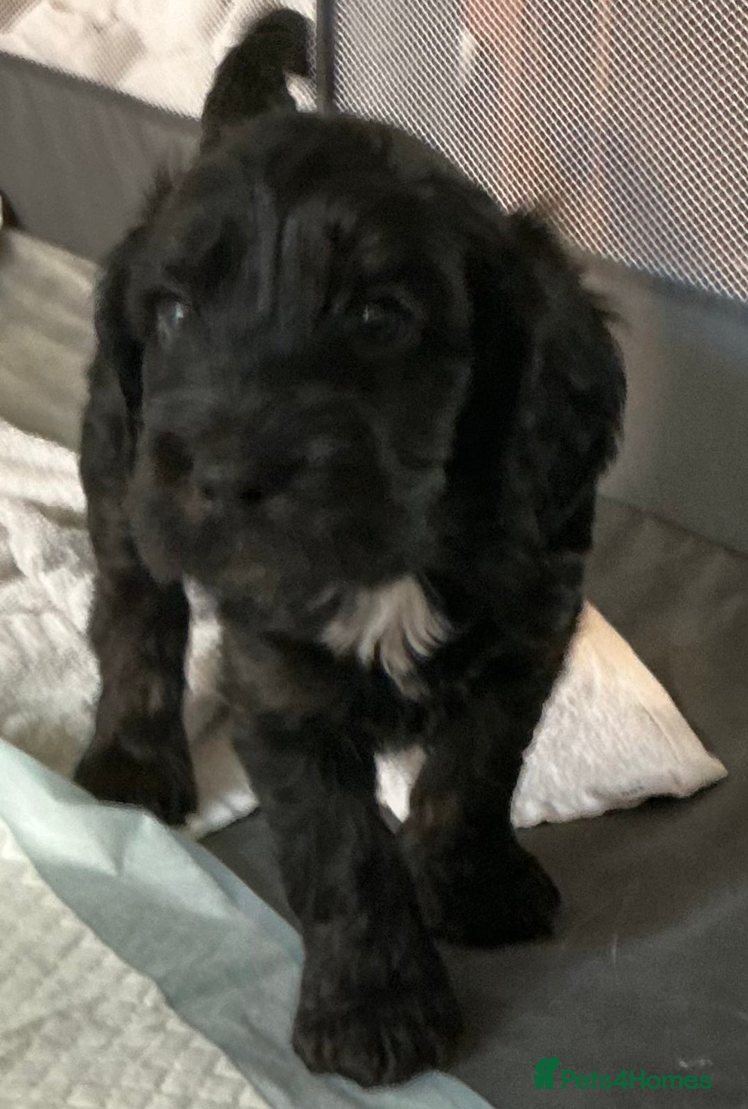 Cockapoo dogs for sale: Boys cockerpoo puppies - Advert 8