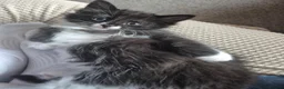 Mixed Breed cats for sale: 3 black and white tuxedo kittens, 2 male 1 female - Advert 25