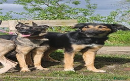 Greyhound dogs for stud: Saluki/greyhound or grey/German shepherd  - Image 6