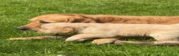 Golden Retriever dogs for sale: 🐾 Truly special KC Puppies in Builth Wells - Advert 5
