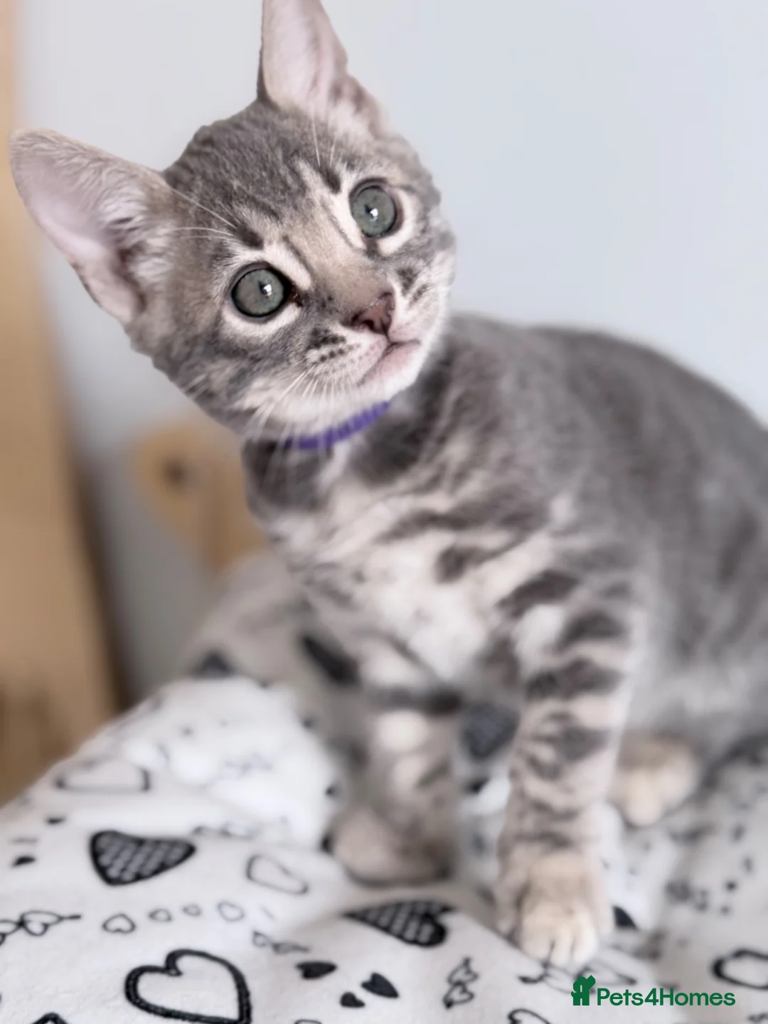 Bengal cats for sale: Exceptional Silver, Blue & Brown Bengal Kittens  - Advert 1