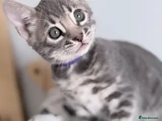 Bengal cats Exceptional Silver, Blue & Brown Bengal Kittens - Advert 1