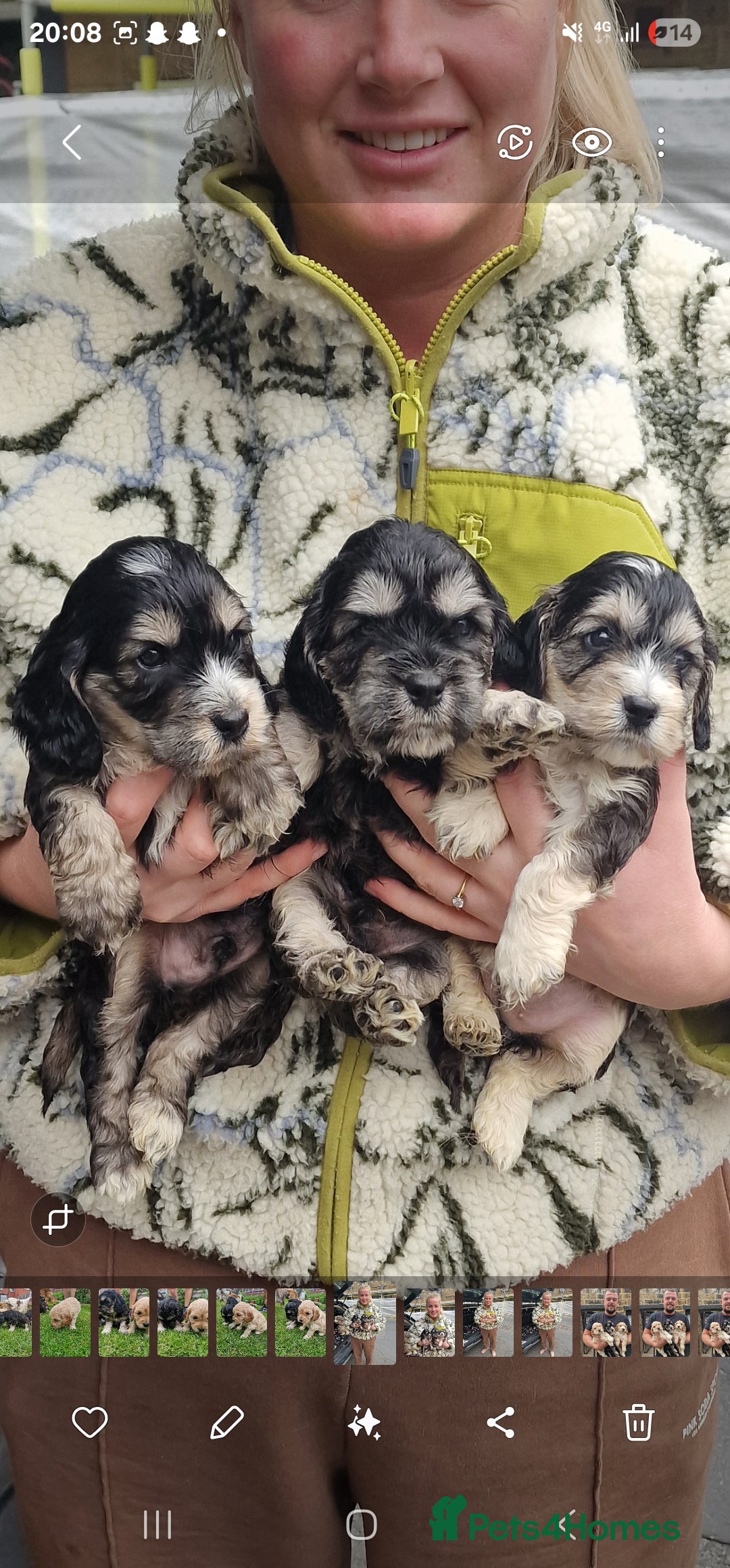 Cockapoo dogs for sale: Cockapoo pups  - Image 5