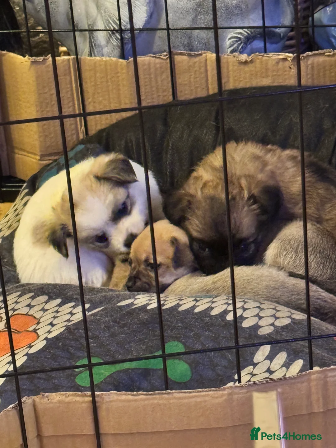 Chihuahua dogs for sale: Chihuahua pups - Advert 19