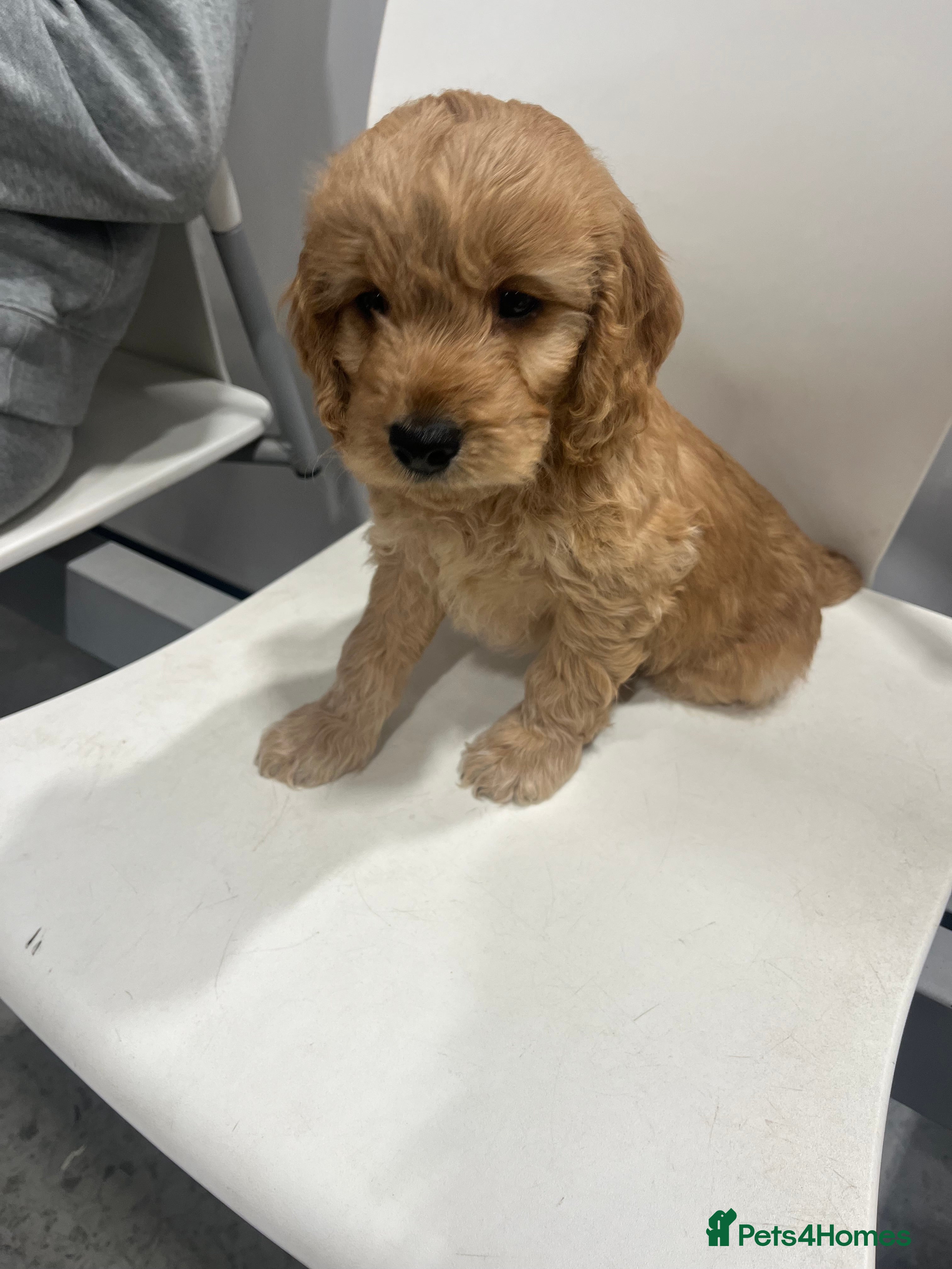 Cockapoo dogs Cockapoo F1B puppies - Advert 13