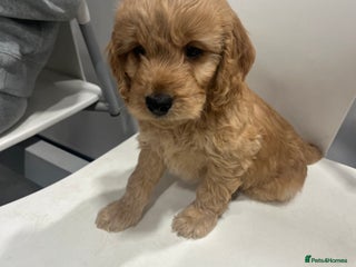 Cockapoo dogs Cockapoo F1B puppies - Advert 13