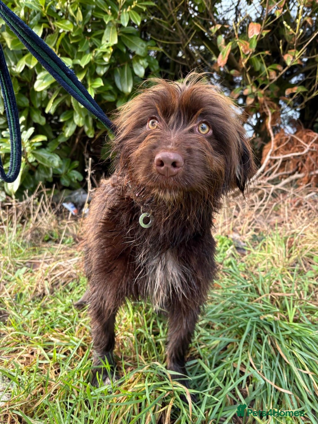 Mixed Breed dogs for adoption: Hazel - Norwich Norfolk  - Advert 3