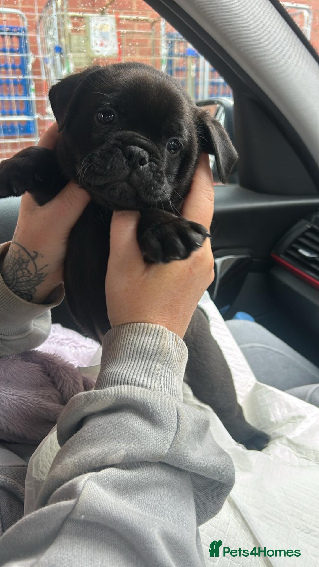 Mixed Breed dogs for sale: French pug - Image 2