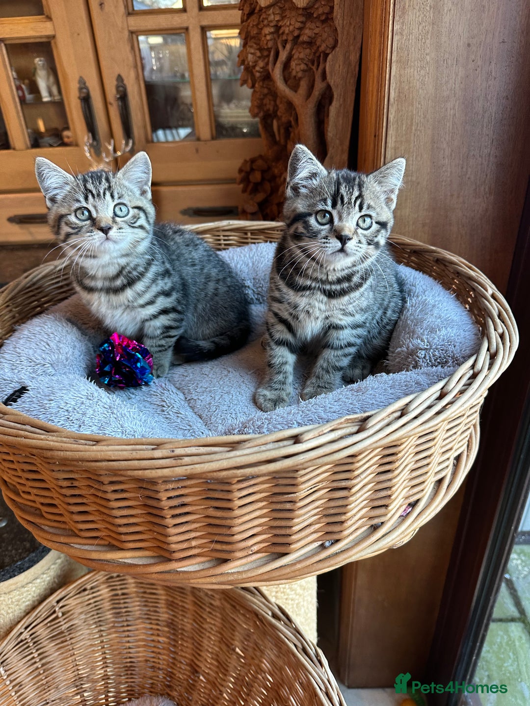 British Shorthair cats for sale: British Shorthair Chocolate Spotted Kittens - Advert 22