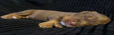 Cocker Spaniel 3