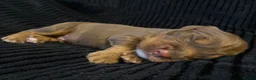 Cocker Spaniel dogs for sale: Working Cocker Spaniel Puppies for sale - Advert 17