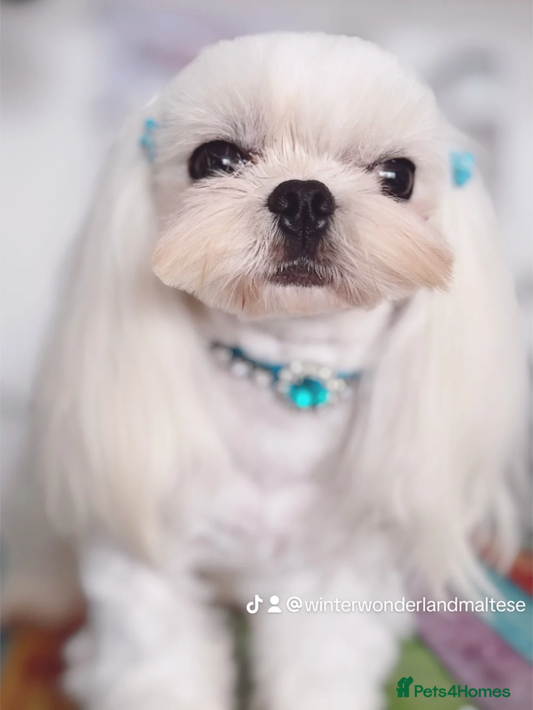 Maltese dogs for sale: 💙adorable full Korean maltese boy KC Reg💙 - Advert 8