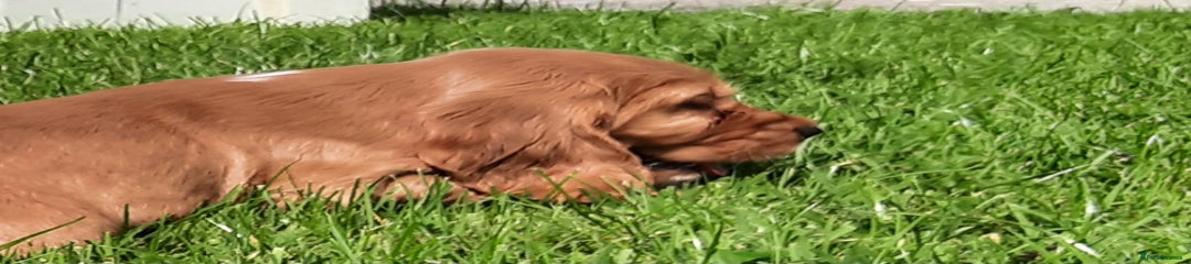 Cocker Spaniel Puppy 6