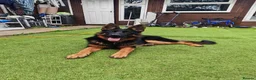 German Shepherd dogs for sale: German Shepherd Puppies - Advert 6