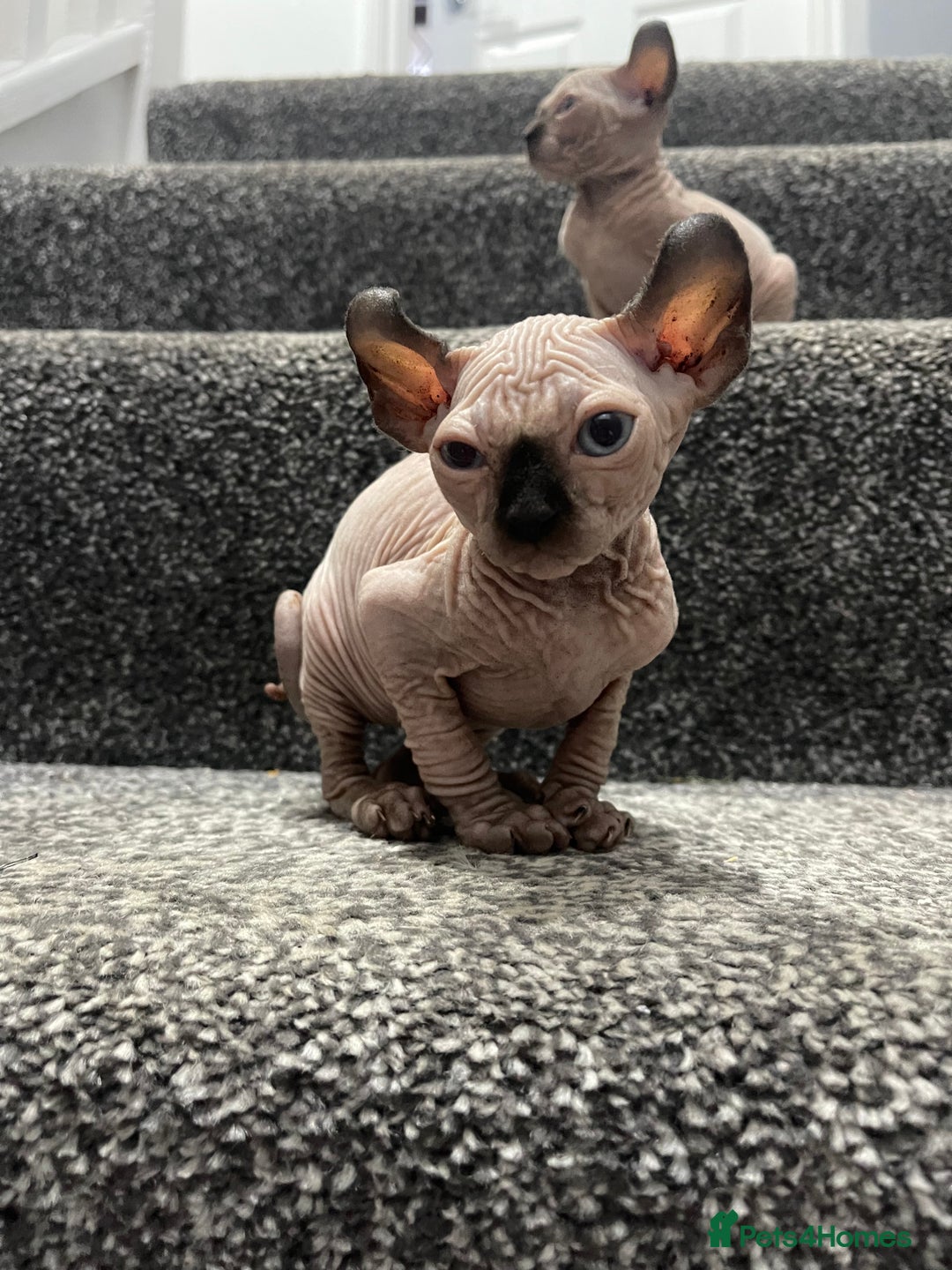 Sphynx cats for sale: 2 female 1 male Sphinx kittens - Image 7