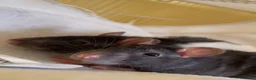 Rat rodents for sale: Faith and hope  in Musselburgh - Advert 2