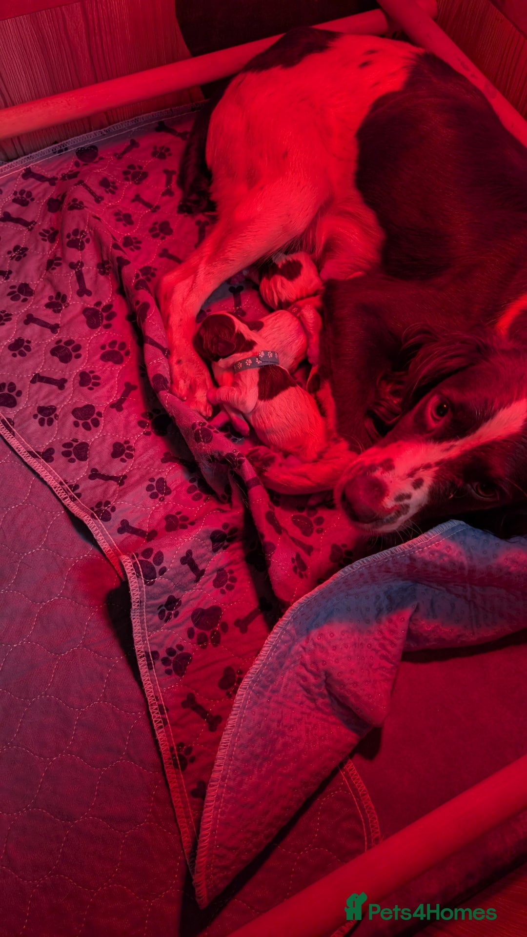 English Springer Spaniel dogs for sale: 2 springer puppies available  - Image 2